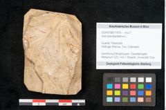 Foto (Objekt + Etikett) von Acer pseudoplatanus L. (NHMW-GEO-2024-0188-11619)
